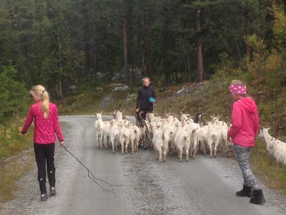 Tur 9 Buføring til Sirelangstølen